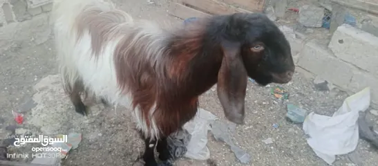  2 جدي للبيع بحالة ممتازة