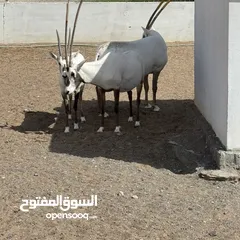  3 المها العربي الأصيل