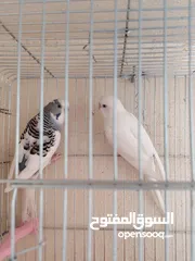  2 3 أزواج طيور حب جاهزات