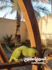  5 بغبغاء اليف جدا