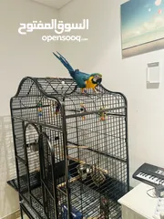  1 Blue and Gold Macaw (6 months)