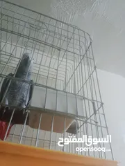  3 بغبغاء كاسكو