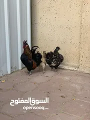  3 للبيع دجاج عربي مميز
