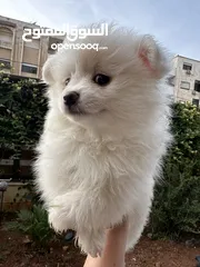  19 جراء بوميريان اصغر حجم تيكب