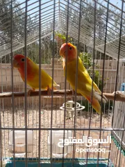  14 طيور مشكله شغاله للبيع اقرا الوصف