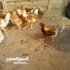  2 ديوك لوهمن