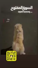  4 كلب دي تولير