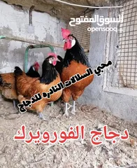  21 بيض مخصب و صيصان لسلالات دجاج نادره على مستوى العالم