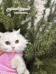  2 بسه شيرازي للبيع هادية ونضييفة