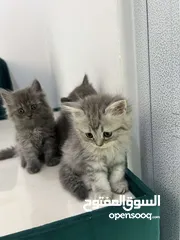  3 قطط شيرازي تركي