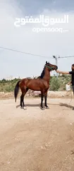  2 حصان للبيع او البدل