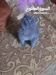  4 سكوتش ستريت