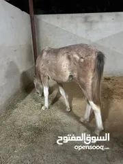  4 خيل فلو  العمر 9 اشهور و  اشقر