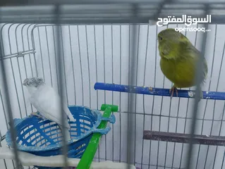  5 جوز كنار زي النار