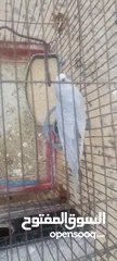  16 طيور روز وفشر وحب القراء الوصف تفاصيل اسعار حرق⁦ zzzzzzzzzzzzzzzzxxxxxxxxxxhbbbnnnbbbbbbbbbbbbbbbbbb