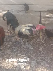  1 محمد صمادي