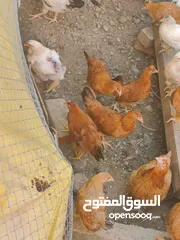  2 دجاج فرنسي