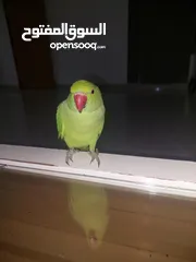  6 ببغاء درارة  هندي كوكو عمر سنة وريكو عمر سنة ونص اليف ولعوب ومدرب وصحتو جيدة جدا ومرح بلعب بالبيت .