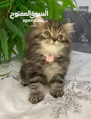  7 قططط للبيع