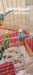  15 موجود جوز كوكتيل شغالات ميه الميه