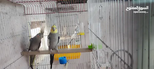  7 غرفة عصافير