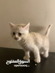  2 قط هجين شيرازي هيمالايا