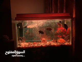  17 حوض سمك اوسكر كامل اغراضو للبيع