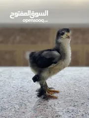  11 صيصان براهمي لبيع