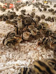  1 متوفر لدينا صوص فري عمره يومين  متوفر كميات لصحاب المشاريع
