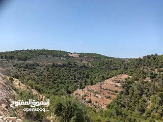  2 ارض ذات اطلاله ب اجمل جبال جرش بسعر مغري جداً 3900