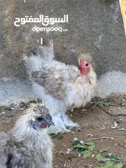  2 دجاج سلكي اوروبي تحضين طبيعي امورهن فوق الطيبه عمرهن 7شهور عمر الإنتاج حاليا بايضات بس المطر خرب بيض