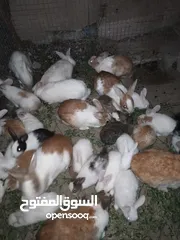 5 ارانب عمانيه للبيع