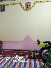  2 بيت زراعي بشارع الكوريه بلزراعي بضهر العلويه ام محمد