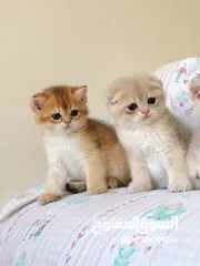  6 سكوتش فولد وسكوتش ستريت جولدن للبيع