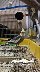  11 جوز كوكتيل للبيع بسعر حرق للتوصل
