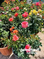  26 مشاتل الاندلس لانتاج وبيع جميع انواع الاشجار البلديه والمستوردة