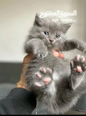  1 قطه سكوتش للبيع