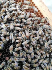  11 يوجد لدينا عسل سدر وسمر عماني طبيعي 100%  We have 100% natural Omani Sidr and Samr honey.