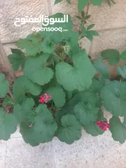 16 زريعه زينه للبيع