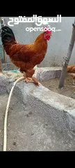  7 مجموعة طيور دجاج باكستاني ميوالي العدد 4  ودجاج دياكه الكوشن  العدد 2 وديك باكستاني ودجاجه باكستانيه