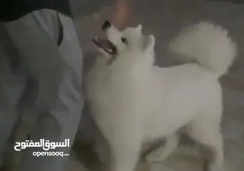  4 2 dogs pomrenian and 2 dogs samoyed high  كلبين بومرينيان وكلبين سامويد quality