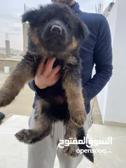  7 جيرمن شيبرد بيور كسحه عضم عريض ماخد المطاعيم