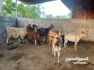  3 حلال للبيع