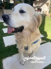  4 جولدن ريتريفر