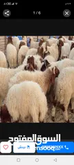  6 لحام متنقل لذبح جميع انواع الذبايح والنذور والاضاحي  نصلكم اينما كنتم بالرمثا