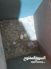  4 جوز كوكتيل وايت فيس