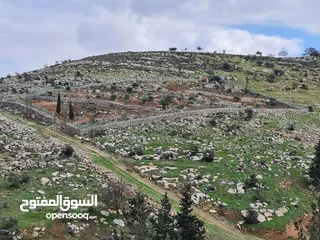  1 مزرعة في جرش للبيع من المالك مباشرة
