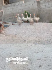  2 دجاج سايكس وبط ووز للبيع بسعر مرتب