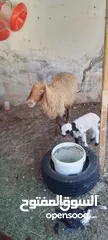  5 نعجه للبيع وراها عبود عمان جاوا