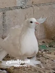  7  حمام للبيع 